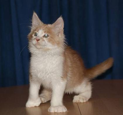 Maine Coon Babys-tapsig verschmust und total süß