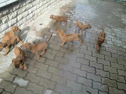 Rhodesian Ridgeback Welpen