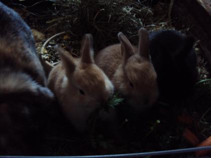 Hasenbabys und hasenmama zu verschenken wiesbaden