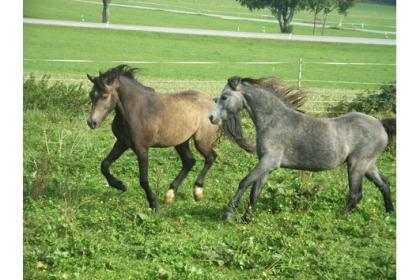 Gold-buckskin farbener Welsh B Hengst 3 5j. 142Stockm. PAPIERE