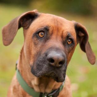 RASUL - Rhodesian-Ridgeback - 7 Jahre - Tierhilfe-Franken e3. V.
