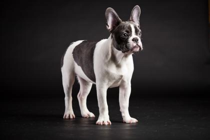 Franz. Bulldogge Wunderschöner Rüde in blau-weiß