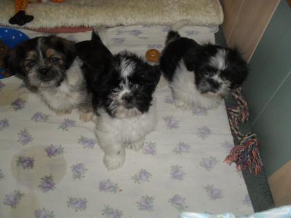 Shih Tzu Welpen