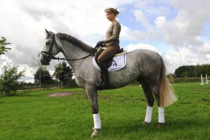 Schöne Palomino Schimmel pferde aus Familienzucht