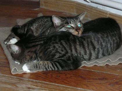 Zwei Katzenmädchen