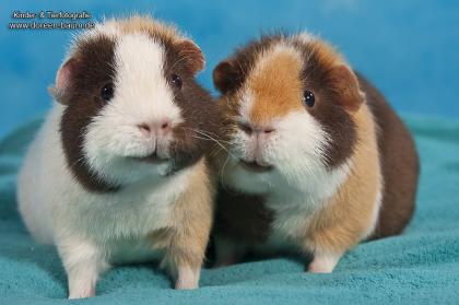 US Teddy Meerschweinchen