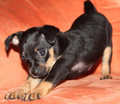 Super süßer Zwergpinscher zu verkaufen