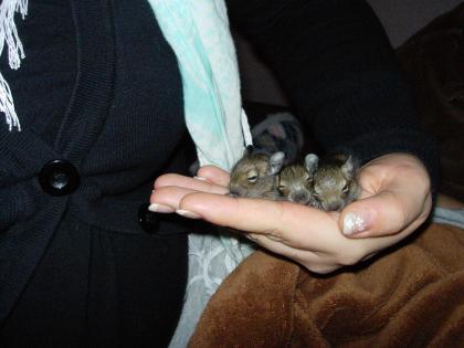 Degubabys ab dem 06. 04. 2022