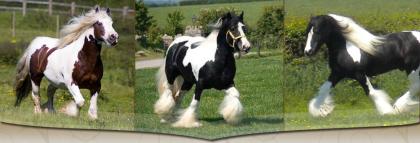 Wunderschöne Tinker Cob Wallach Mit Pass