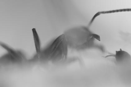 Gongylus gongylodes 2022 - Gottesanbeterinnen