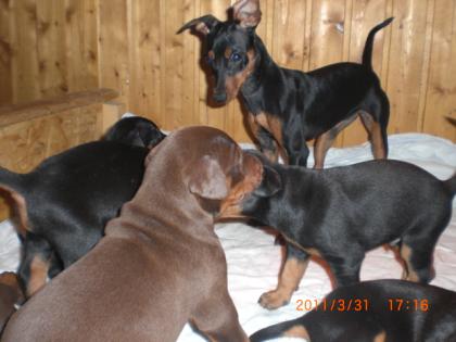 Dobermannwelpen vom prämierten Eltern