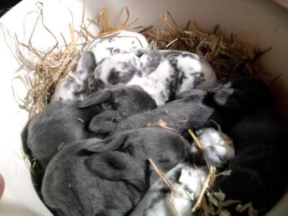 Zwergwidder mischlings babys suchen mitte mai ein neues zuhause