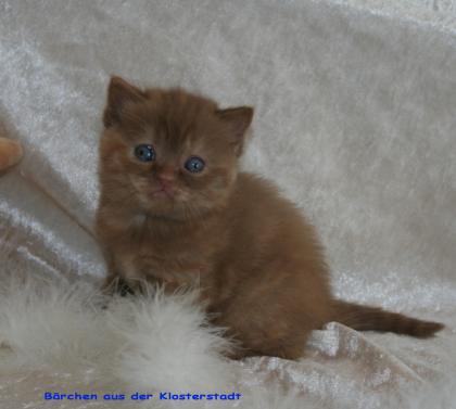 Selkirk Rex / BKH Highlander aus der Klosterstadt