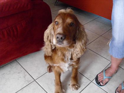Lucky Cocker-Spaniel 6 Jahre alt zu verschenken