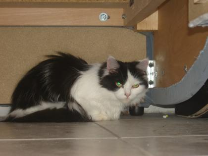 Deckkater Gesucht