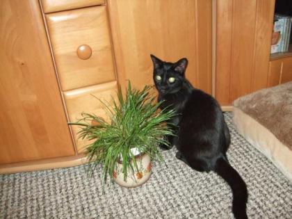 Liebes kleines Katzenkind sucht liebe Familie für immer