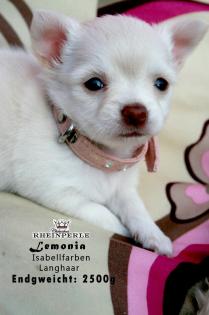 Kleine Chihuahua Welpen. Langhaar Mädchen wunderschön