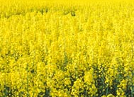 Brennstoff für BHKWs langfristig zu festen Kosten
