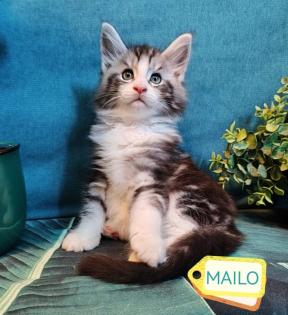 Main-Coon Kitten reinrassig