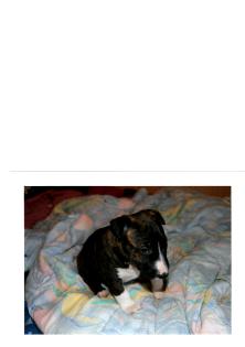 Miniatur bullterrier welpe