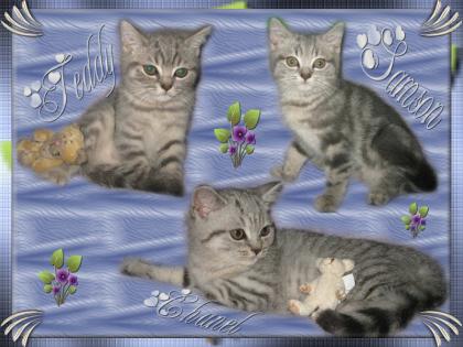 Wunderschöne reinrassige BKH kitten Whiskas maikitten
