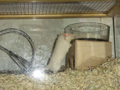 DRINGEND 8 Wochen junge Gerbils/Wüstenrennmäuse anzugeben