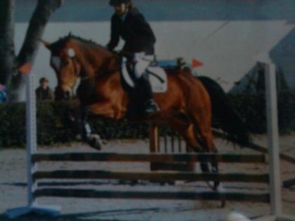 Ich suche eine Reitbetteiligung nähe Lengdorf bei Erding