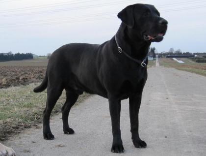 Labrador Labrador Deckrüde FCI Papiere Multi Champion HD/ED frei.