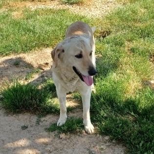 Kylo / Status sucht ein Zuhause