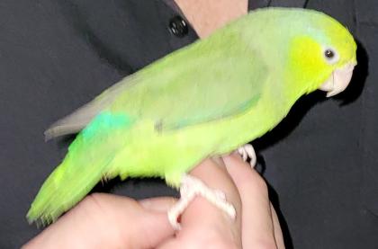 Sperlingspapageien Pärchen