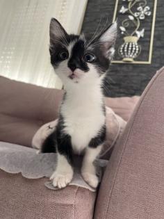 Babykatze Männlich