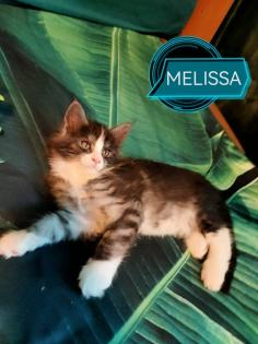 Main-Coon Kitten reinrassig