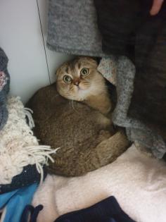 Kastrierter Kater 4 Jahre alt