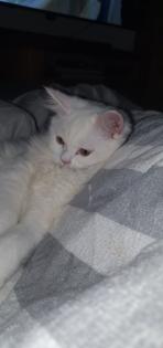 Babykatzen bkhmaincoonmix