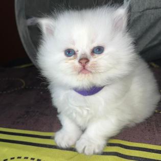 BLH Kitten ab der 12 Woche