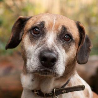 CADIS - ruhiger Mischling - 8 Jahre - Tierhilfe-Franken e. V.