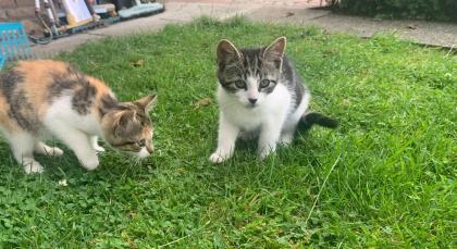 Kitten Katzenbabys Hofkatzen