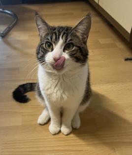 Perser-Maine Coon Mix