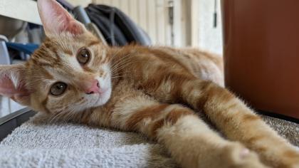 EKH Kitten 4 Monate