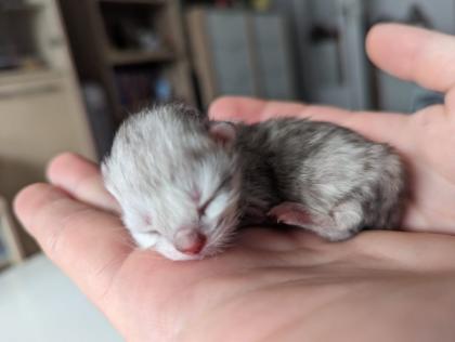 Bkh/Scottish Fold Mix Kitten abzugeben