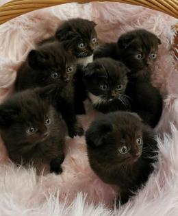 Scottish fold kitten