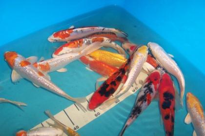 Angebote an Koi Teichmuscheln Edelkrebse vom Koi-Center Schafflund
