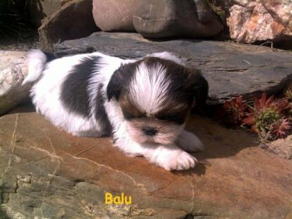 Shih-Tzu Welpen zu verkaufen