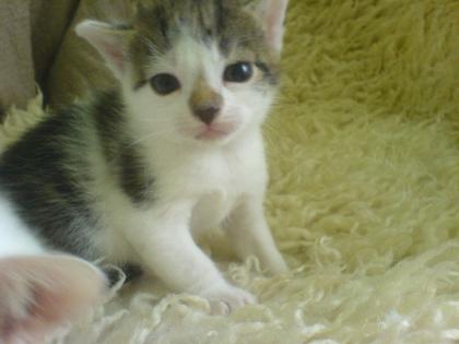 Süße türkische angora zu verkaufen