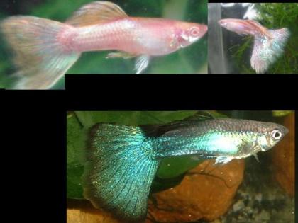Wer besitzt Pinke und/oder Türkis Guppys