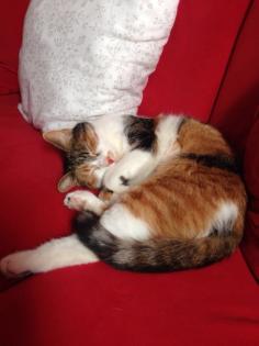 Katze Lucy sucht einen Alterssitz