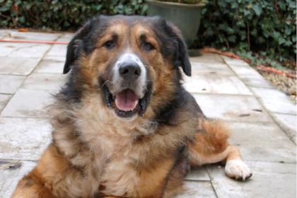 Woffy - Mischling - 4 Jahre - Tierhilfe-Franken e. V.