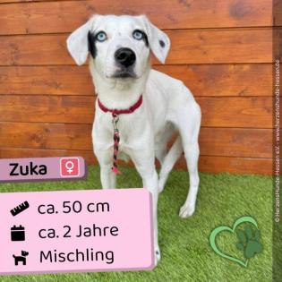 Zuka w 2 Jahre 47 cm Slowakei