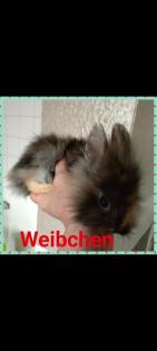 Reinrassige löwenkopfkaninchen Babys