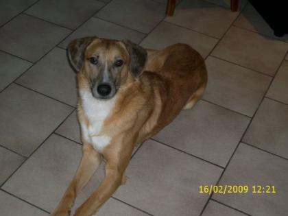 Jacky Mischlingsrüde 2 Jahre alt